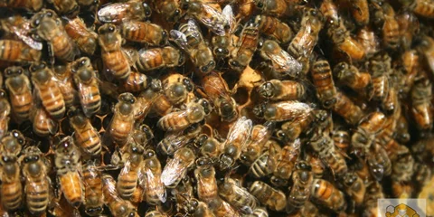 درس‌هایی از زندگی اجتماعی زنبور عسل