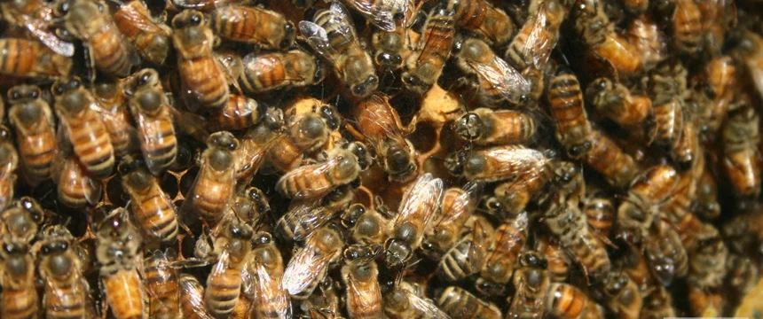 درس‌هایی از زندگی اجتماعی زنبور عسل