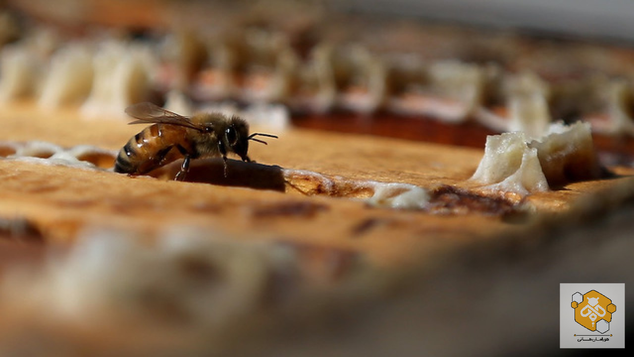 بهترین روش مصرف زهر زنبور عسل