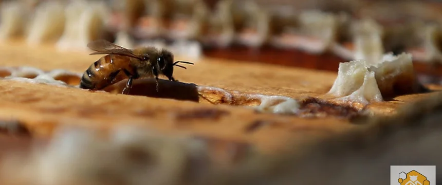 بهترین روش مصرف زهر زنبور عسل
