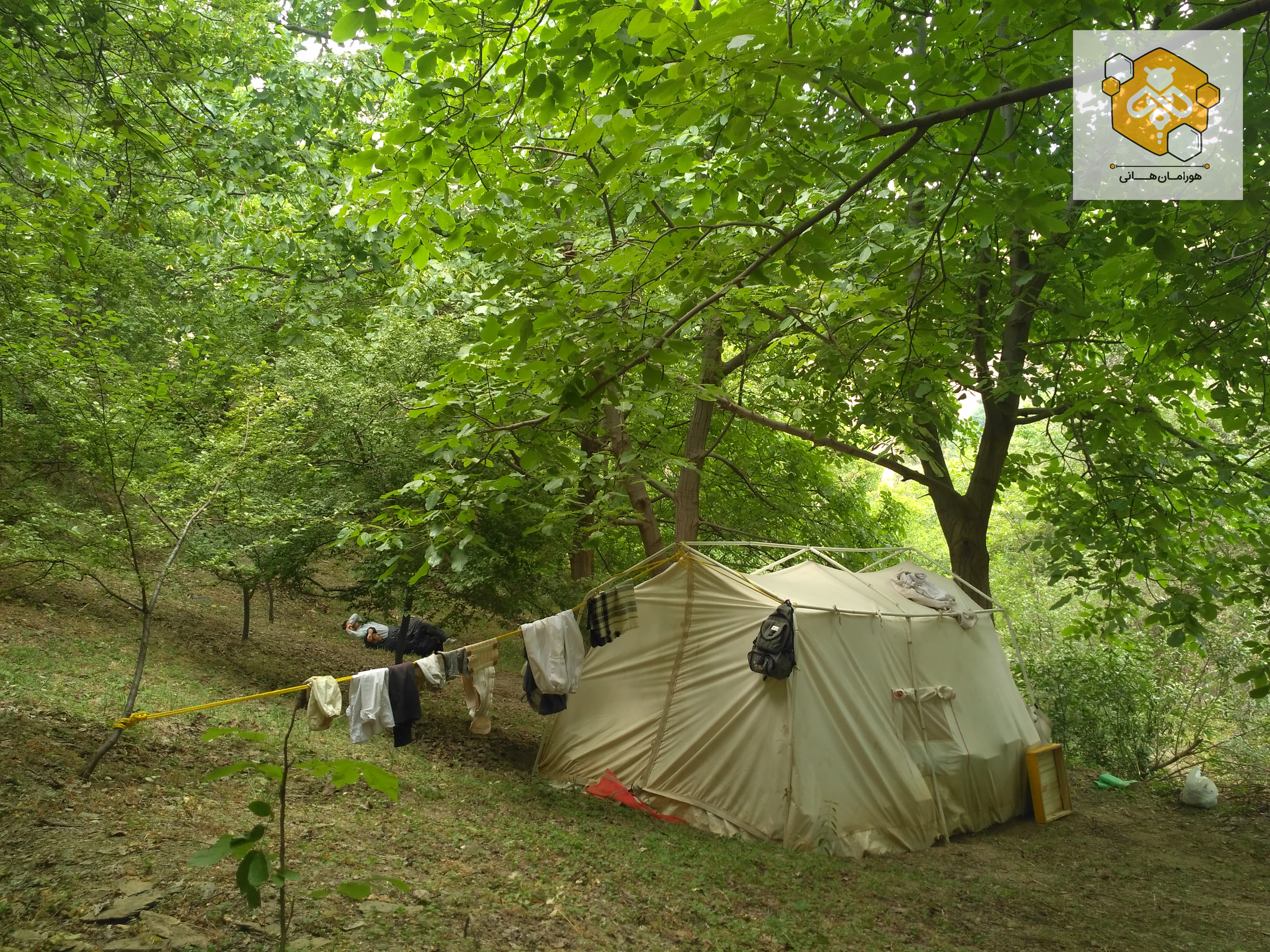 برداشت عسل در زنبورستان هورامان‌هانی