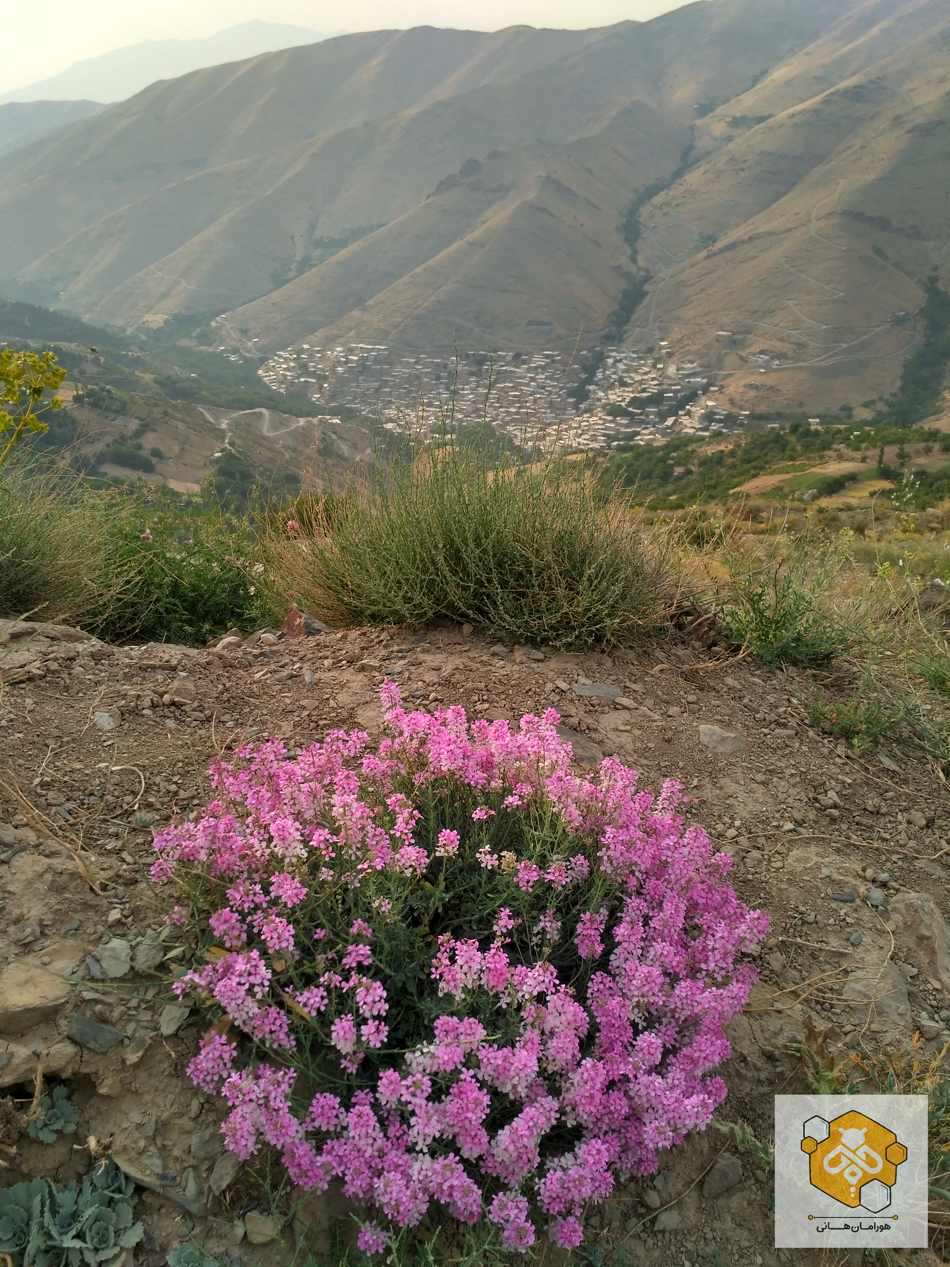 مرتع‌شناسی روستای بیساران