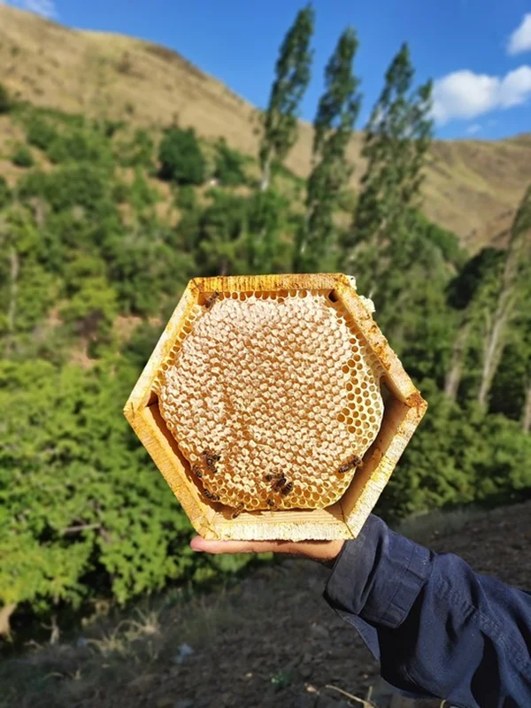 عسل طبیعی خودبافت کردستان